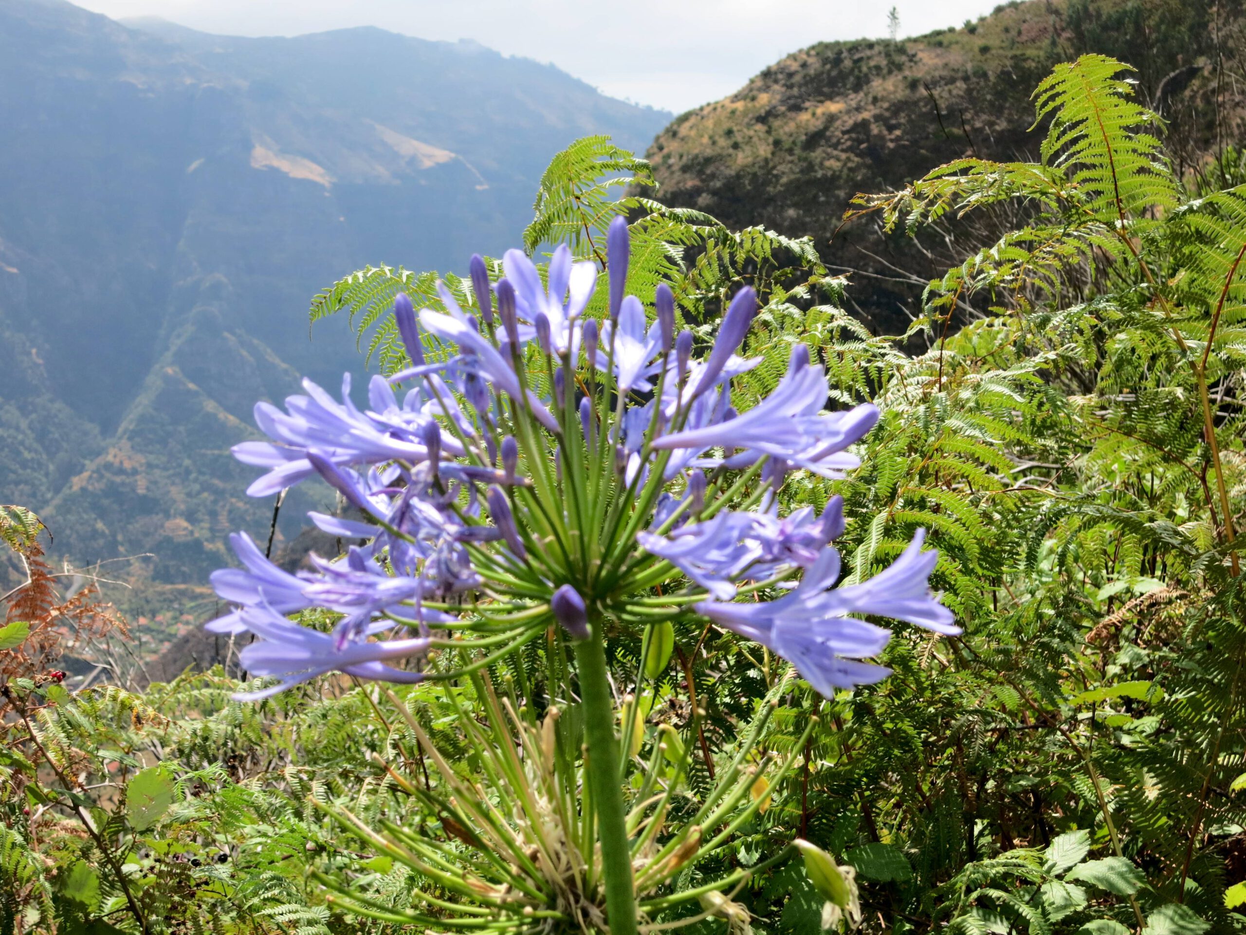 Levada Wanderung auf Madeira