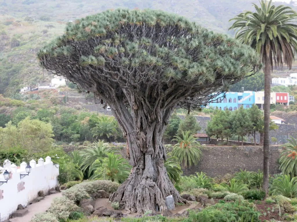 Der Drachenbaum Drago Milenario auf der kanarischen Insel Teneriffa