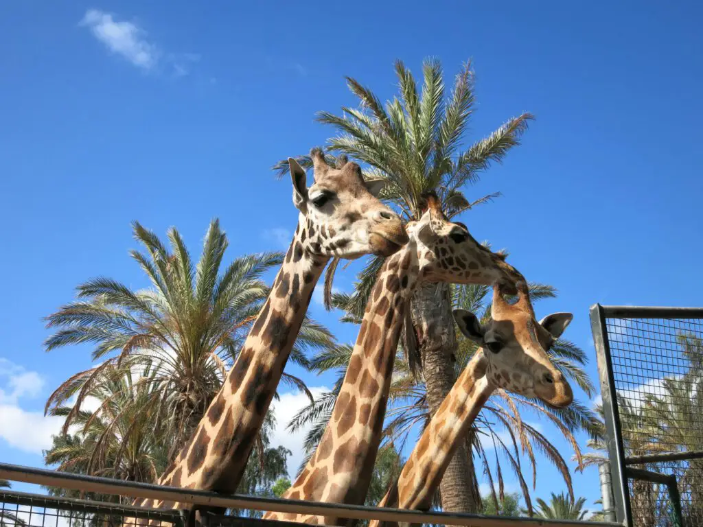 Giraffen im Oasis Wildlife Park auf Fuerteventura