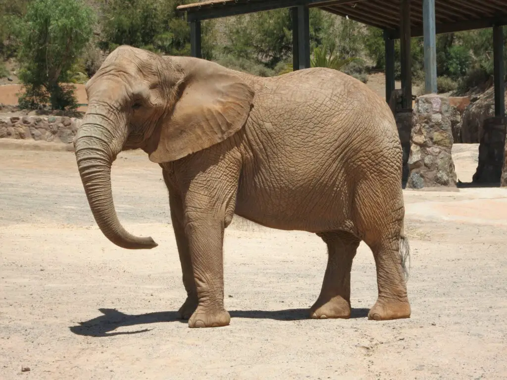 Elefant im Oasis Wildlife Park auf Fuerteventura