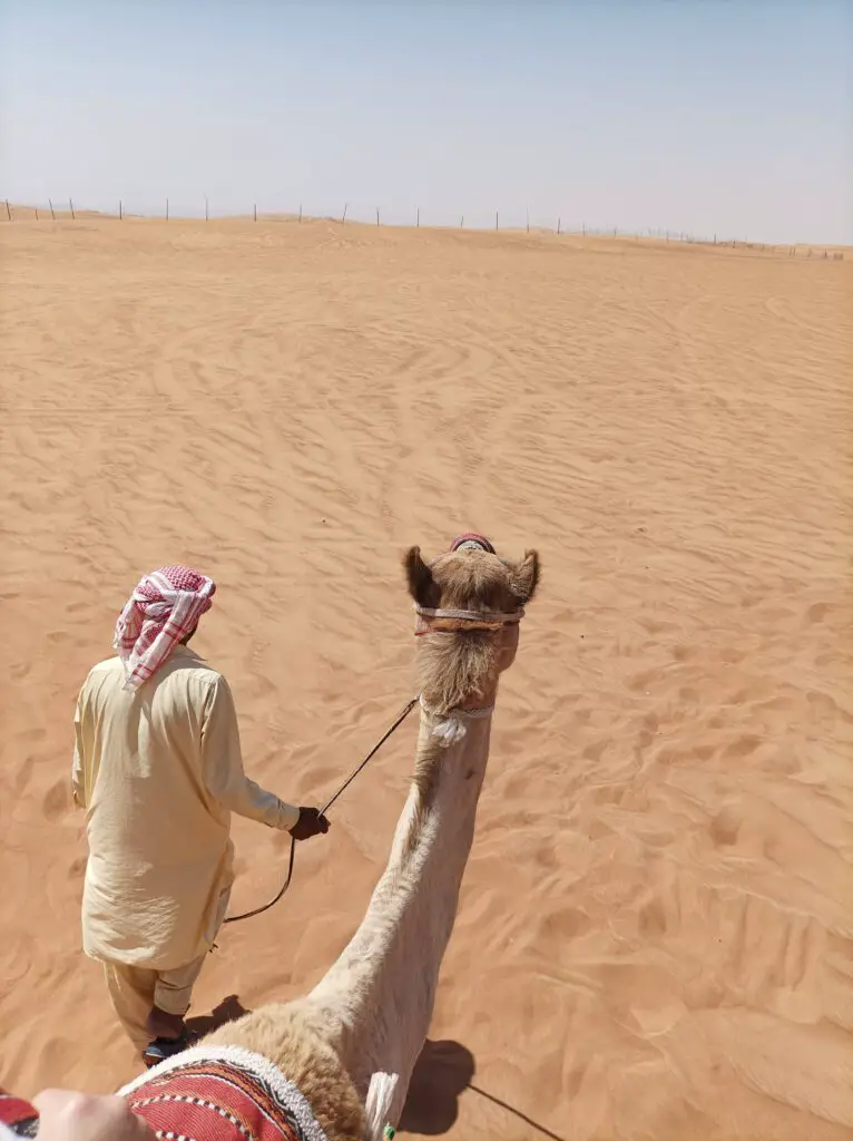 Kamelreiten in der Wüste von Dubai während einer Wüstensafari