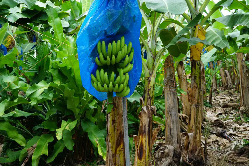 Bananenplantage auf Costa Rica