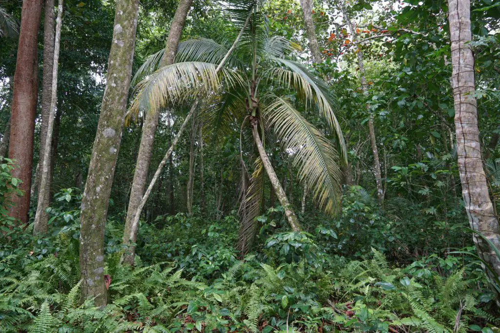 Regenwald im Cahuita Nationalpark Costa Rica