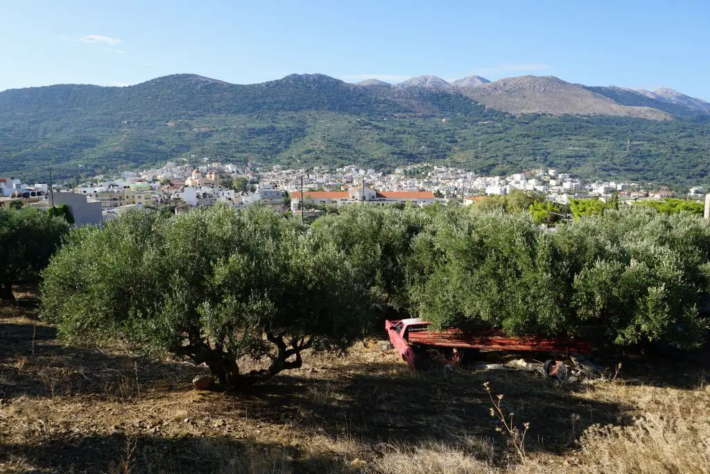 Olivenbäume auf Kreta