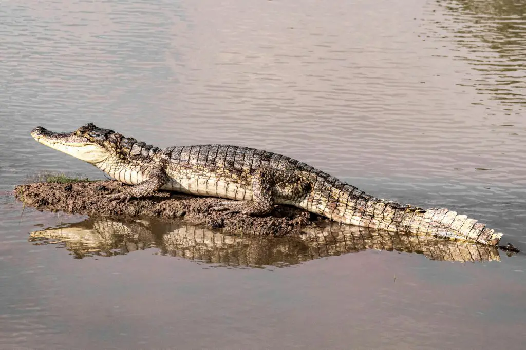 Landausflug zum Everglades Nationalpark