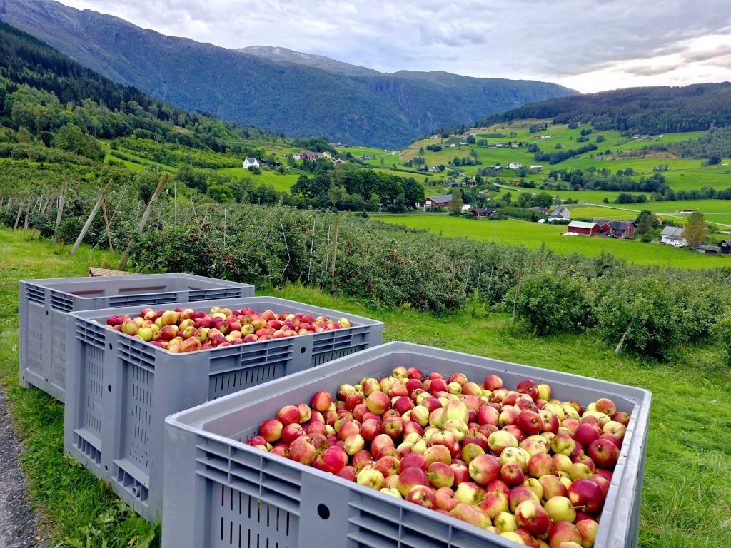 Ulvik Cider Apfel Fabrik Norwegen